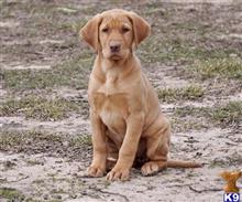 labrador retriever puppy posted by Lauren Goudie